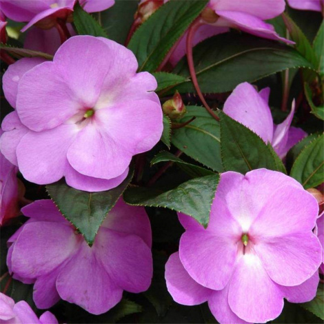 Бальзамін кімнатний: вирощування та догляд у домашніх умовах, фото квітки, види, пересадка, полив