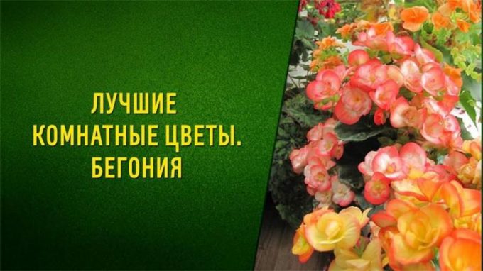 Бегонія Елатіор: вирощування та догляд у домашніх умовах, інструкція поливу, пересадка, підживлення,