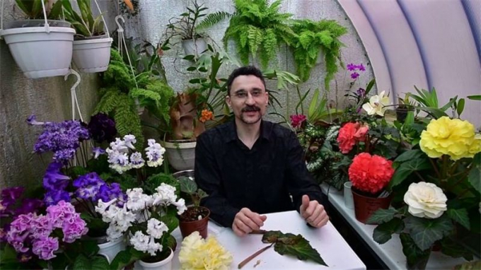 Бегонія Елатіор: вирощування та догляд у домашніх умовах, інструкція поливу, пересадка, підживлення,