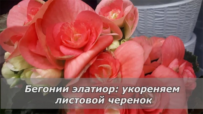Бегонія Елатіор: вирощування та догляд у домашніх умовах, інструкція поливу, пересадка, підживлення,