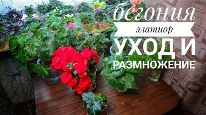 Бегонія Елатіор: вирощування та догляд у домашніх умовах, інструкція поливу, пересадка, підживлення,