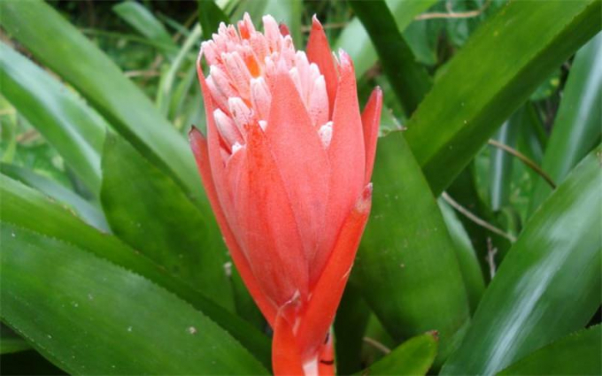 Більбергія (140 фото): догляд у домашніх умовах, цвітіння, пересадка, розмноження, полив