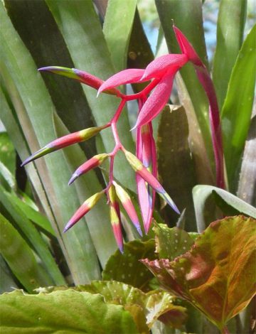 Більбергія (140 фото): догляд у домашніх умовах, цвітіння, пересадка, розмноження, полив