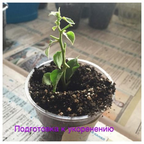 Бугенвіллія – 150 фото кімнатної квітки, правила догляду в домашніх умовах, пересадка, як і коли поливати