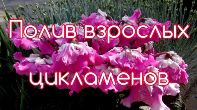 Цикламен: вирощування та догляд у домашніх умовах, цвітіння, фото, пересадка, підживлення, розмноження