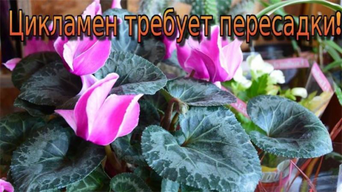 Цикламен: вирощування та догляд у домашніх умовах, цвітіння, фото, пересадка, підживлення, розмноження