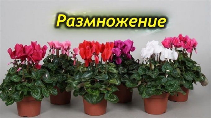 Цикламен: вирощування та догляд у домашніх умовах, цвітіння, фото, пересадка, підживлення, розмноження