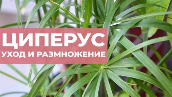 Циперус – 100 фото кімнатної рослини + інструкція з догляду та вирощування