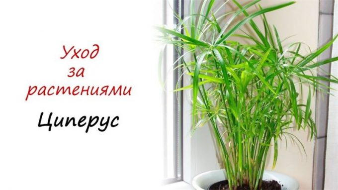 Циперус – 100 фото кімнатної рослини + інструкція з догляду та вирощування