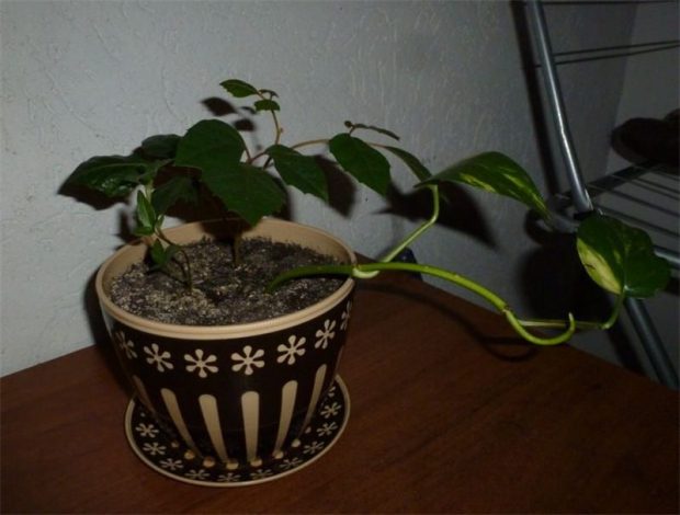 Цісус – опис кімнатної рослини, інструкція з догляду в домашніх умовах, полив, підживлення