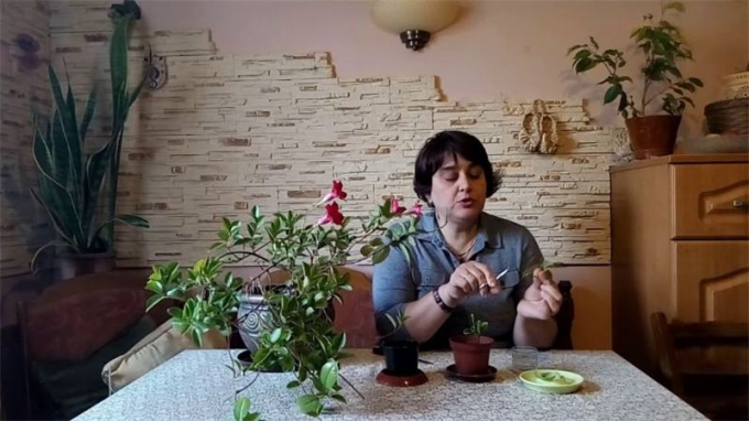 Дипладенія (мандевіла): фото, цвітіння, догляд у домашніх умовах, вирощування, полив, пересадка