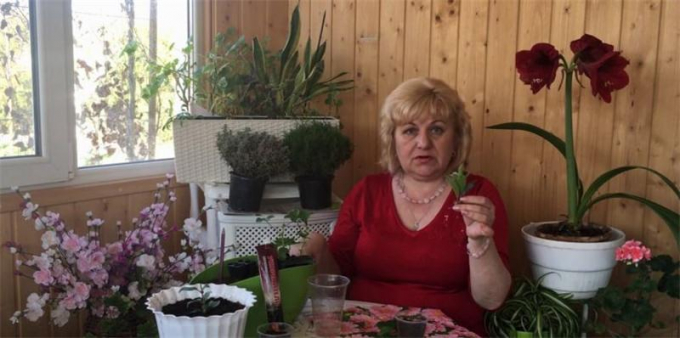 Дипладенія (мандевіла): фото, цвітіння, догляд у домашніх умовах, вирощування, полив, пересадка
