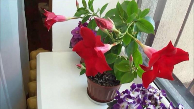 Дипладенія (мандевіла): фото, цвітіння, догляд у домашніх умовах, вирощування, полив, пересадка
