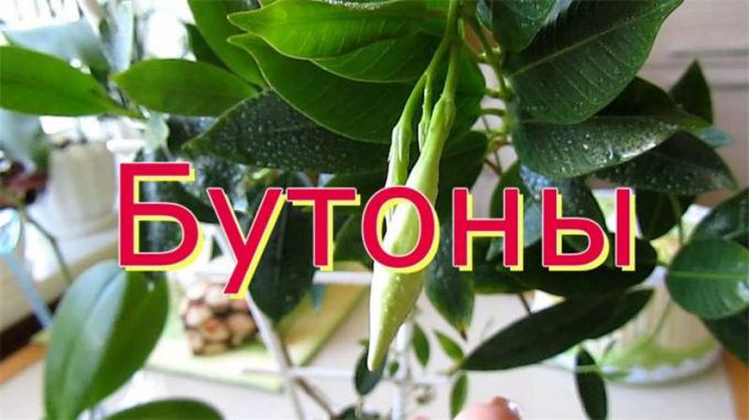Дипладенія (мандевіла): фото, цвітіння, догляд у домашніх умовах, вирощування, полив, пересадка