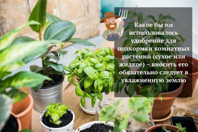 Добриво для кімнатних квітів: огляд кращого підживлення, інструкції щодо застосування