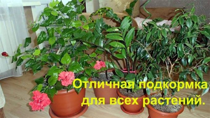 Добриво для кімнатних квітів: огляд кращого підживлення, інструкції щодо застосування