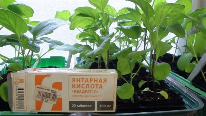 Добриво для кімнатних квітів: огляд кращого підживлення, інструкції щодо застосування