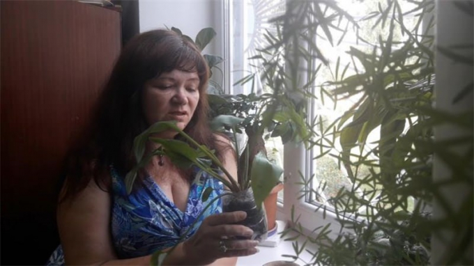 Дріміопсис: догляд у домашніх умовах (полив, пересадка, розмноження, підживлення)