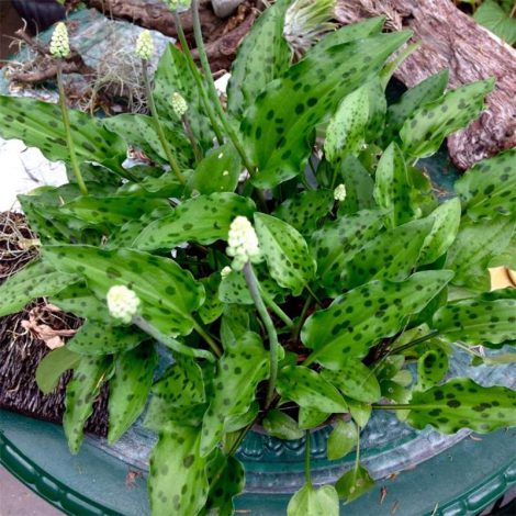 Дріміопсис: догляд у домашніх умовах (полив, пересадка, розмноження, підживлення)
