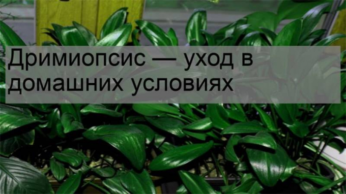 Дріміопсис: догляд у домашніх умовах (полив, пересадка, розмноження, підживлення)