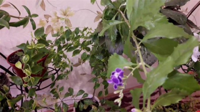 Дуранта: догляд та вирощування в домашніх умовах, фото, особливості поливу, підживлення
