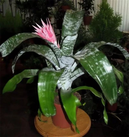 Ехмея (100 фото) – догляд за квіткою в домашніх умовах, посадка, розмноження, полив, підживлення