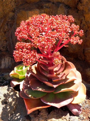 Еоніум: огляд кімнатної рослини, правила догляду, фото, цікаві факти, пересадка, як поливати