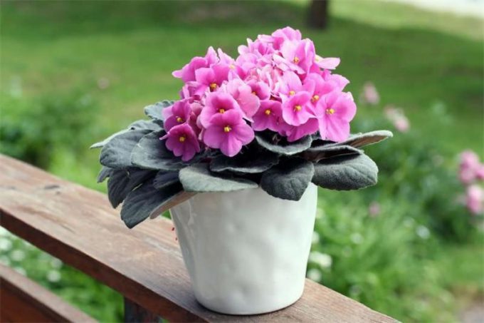 Фіалки: опис кімнатної квітки, види, правила догляду, розмноження, підживлення, фото