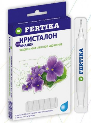 Фіалки: опис кімнатної квітки, види, правила догляду, розмноження, підживлення, фото