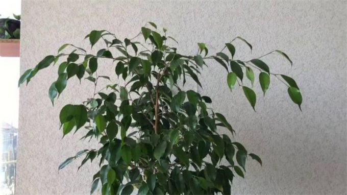 Фікус Бенджаміна (150 фото) догляд у домашніх умовах, види, розмноження, пересадка, зовнішній вигляд
