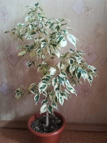 Фікус Бенджаміна (150 фото) догляд у домашніх умовах, види, розмноження, пересадка, зовнішній вигляд
