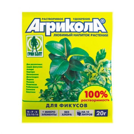 Фікус мікрокарпа (140 фото): правила догляду та вирощування в домашніх умовах