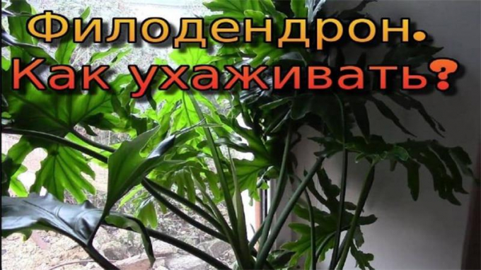 Філодендрон – 140 фото кімнатної рослини, інструкція з догляду та вирощування в домашніх умовах