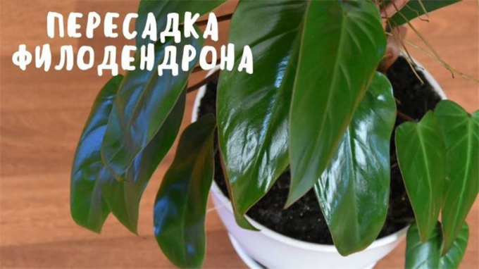 Філодендрон – 140 фото кімнатної рослини, інструкція з догляду та вирощування в домашніх умовах
