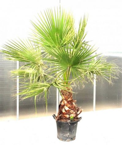Фінік із кісточки: інструкція з вирощування, посадка, догляд, як і коли поливати, пересадка