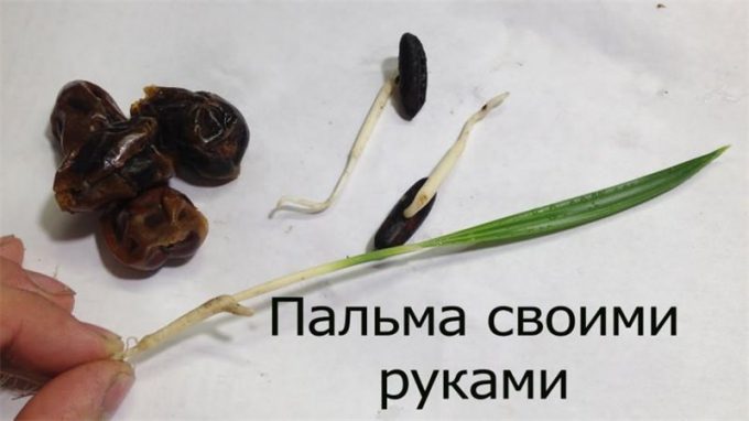 Фінік із кісточки: інструкція з вирощування, посадка, догляд, як і коли поливати, пересадка