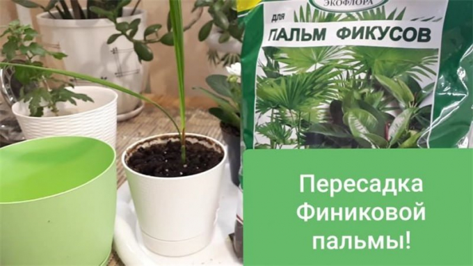 Фінік із кісточки: інструкція з вирощування, посадка, догляд, як і коли поливати, пересадка