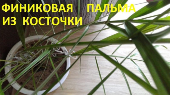 Фінік із кісточки: інструкція з вирощування, посадка, догляд, як і коли поливати, пересадка