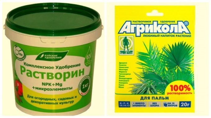 Фінікова пальма: посадка, догляд у домашніх умовах, фото, розмноження, вирощування, види, як поливати