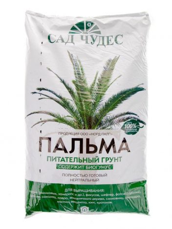 Фінікова пальма: посадка, догляд у домашніх умовах, фото, розмноження, вирощування, види, як поливати