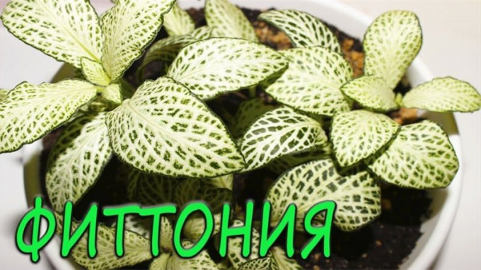 Фіттонія: догляд за кімнатною рослиною в домашніх умовах, як і коли поливати, пересадка, підживлення