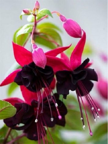 Фуксія (150 фото квітки): інструкція з вирощування та догляду в домашніх умовах