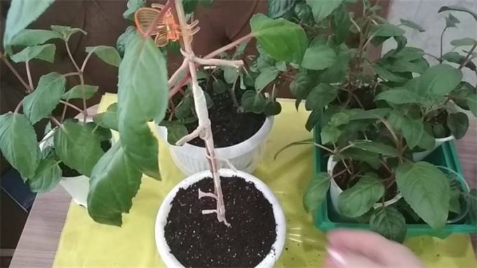 Фуксія (150 фото квітки): інструкція з вирощування та догляду в домашніх умовах