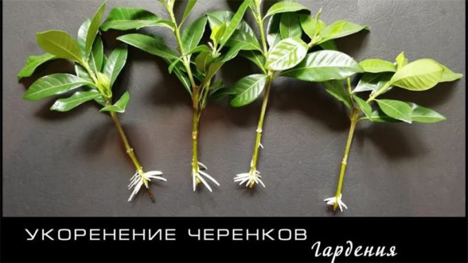Гарденія (150 фото квітки): інструкція з вирощування та догляду в домашніх умовах