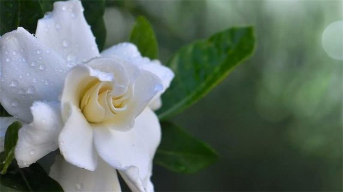 Гарденія (150 фото квітки): інструкція з вирощування та догляду в домашніх умовах