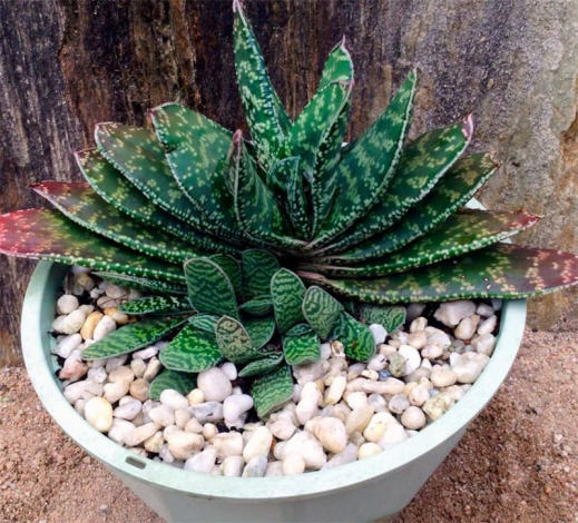 Гастерія: інструкція з догляду в домашніх умовах, 150 фото