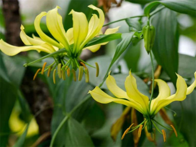 Глоріоза: вчимося вирощувати та пересаджувати в домашніх умовах (115 фото)