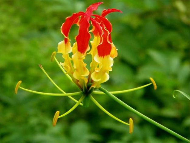 Глоріоза: вчимося вирощувати та пересаджувати в домашніх умовах (115 фото)