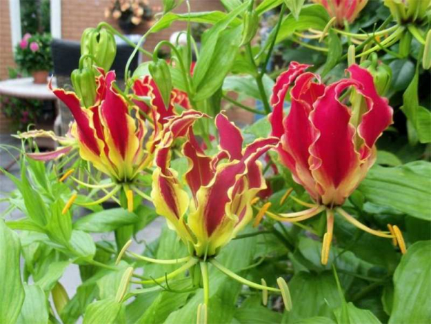 Глоріоза: вчимося вирощувати та пересаджувати в домашніх умовах (115 фото)