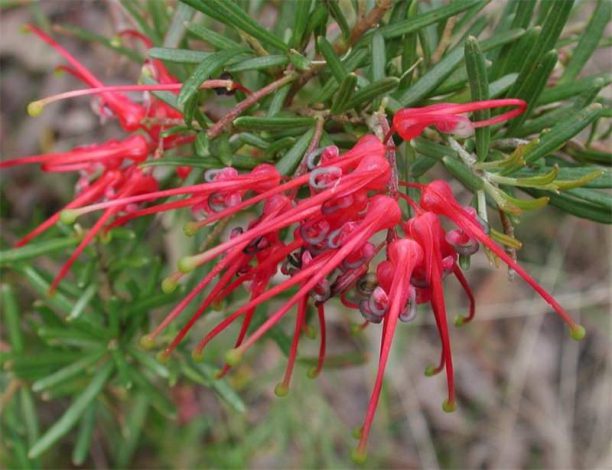Гревілея: інструкція як вирощувати та доглядати в домашніх умовах (полив, пересадка, фото)